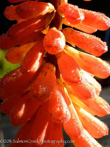 Kniphofia Timothy