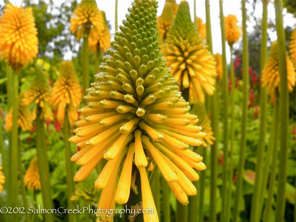 Kniphofia ‘Yellow Cheer’