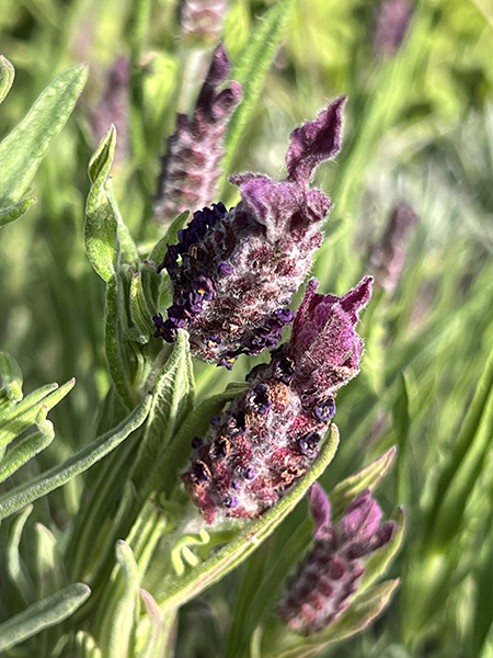 Lavandula stoechas Helmsdale