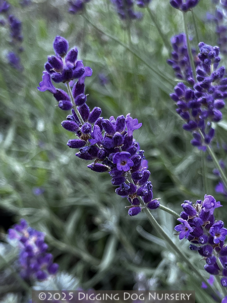 Lavandula angustifolia Imperial Gem