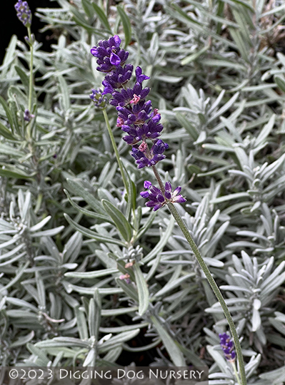 Lavandula angustifolia ‘Super Blue’