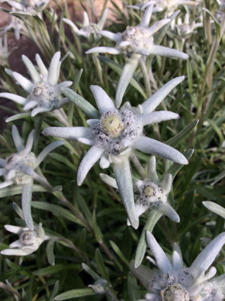 Leontopodium alpinum ‘Berghman’