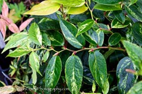 Leucothoe fontanesiana ‘Rainbow’