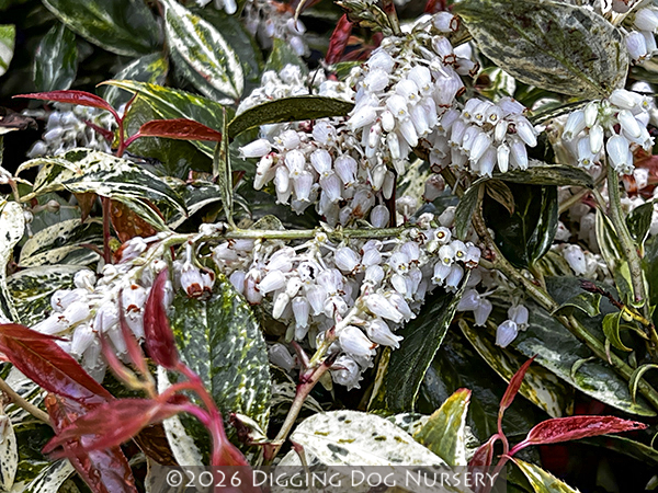 Leucothoe fontanesii &lsquo;Rainbow Improved&rsquo;