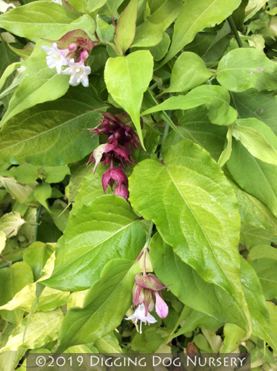 Leycesteria formosa Golden Lanterns