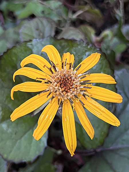 Ligularia dentata Franz Feldweber