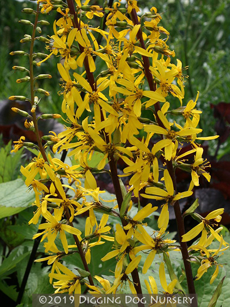 Ligularia stenocephala The Rocket