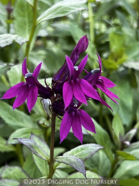 Lobelia ‘La Fresco’