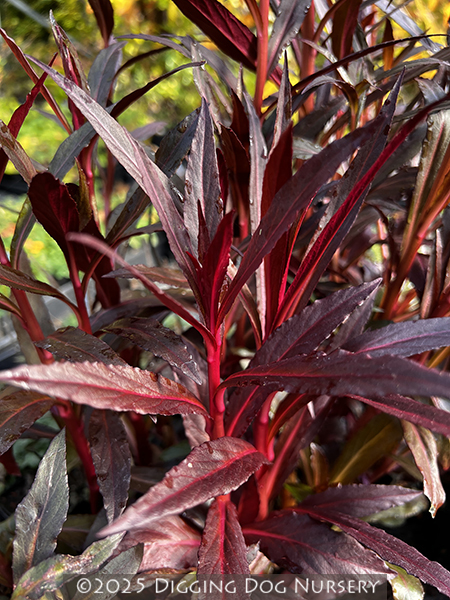 Lobelia cardinalis ‘Queen Victoria’