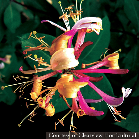 Lonicera periclymenum Serotina