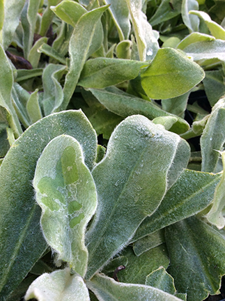 Lychnis coronaria ‘Angel's Blush’