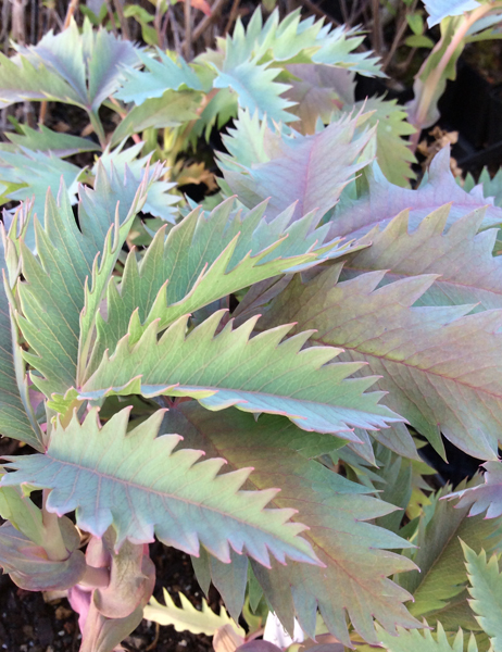 Melianthus major ‘Antonows Blue’