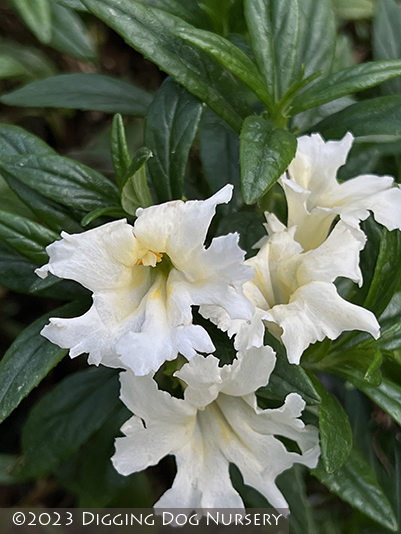 100 Twinkle White Monkey Flower Seeds – Mimulus – Seedville USA