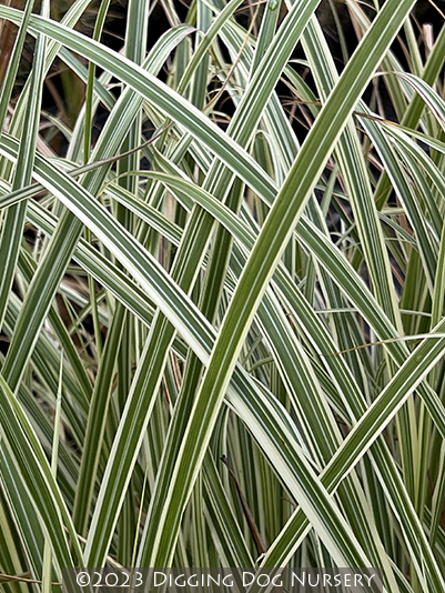 Miscanthus sinensis Rigoletto