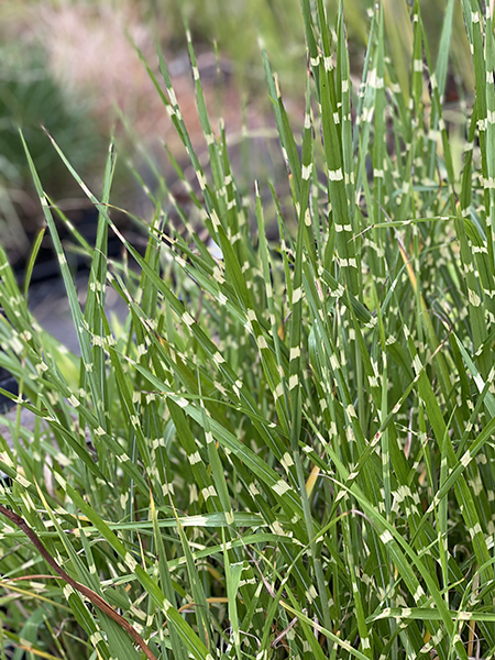 Miscanthus sinensis ‘Strictus’