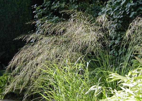 Molinia caerulea Transparent