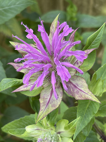 Monarda fistulosa Claire Grace