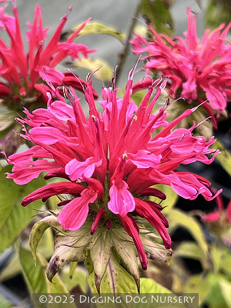 Monarda Coral Reef