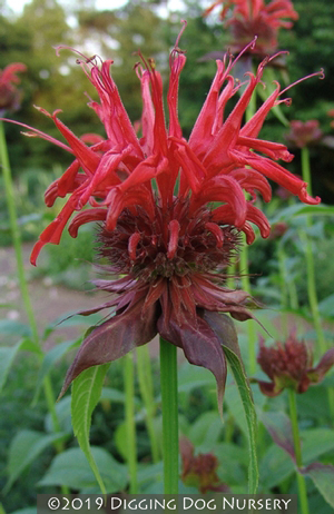 Monarda didyma &lsquo;Jacob Cline&rsquo;