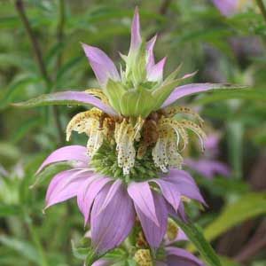 Monarda punctata