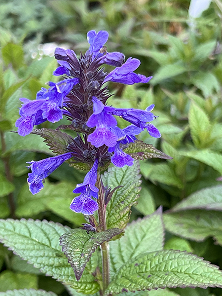 Nepeta kubanica Bokratune