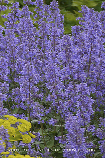 Nepeta grandiflorum ‘Summer Magic’