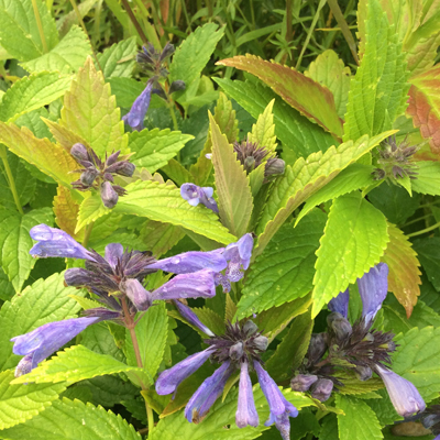 Nepeta subsessilis ‘Washfield’