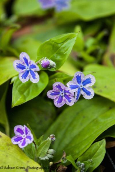 Omphalodes cappadocica ‘Starry Eyes’