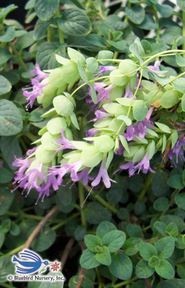 Origanum ‘Amethyst Falls’