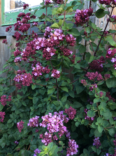 Origanum vulgare ‘Ed Carman’