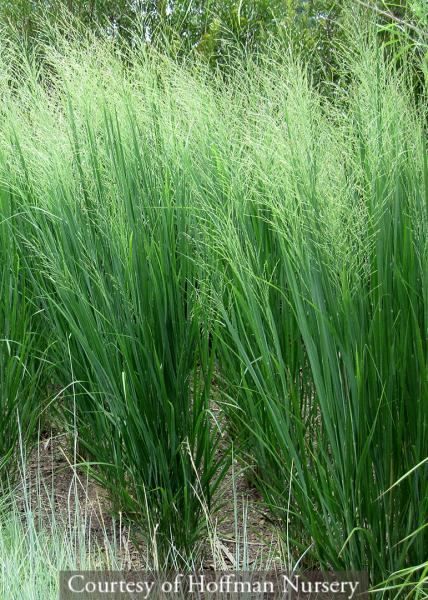 Panicum virgatum ‘Northwind’