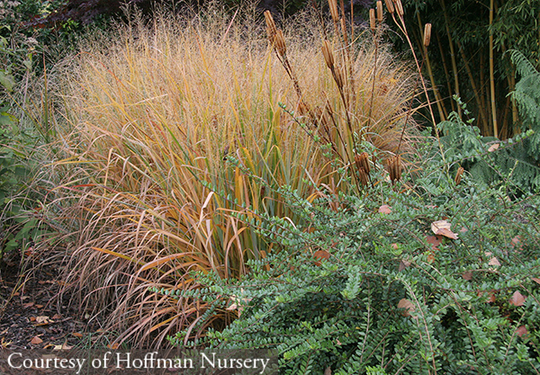 Panicum cirgatum Summer Sunrise