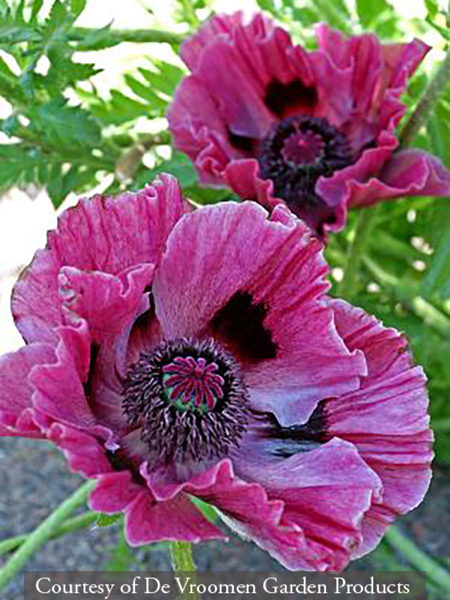 Papaver orientale Patty′s Plum