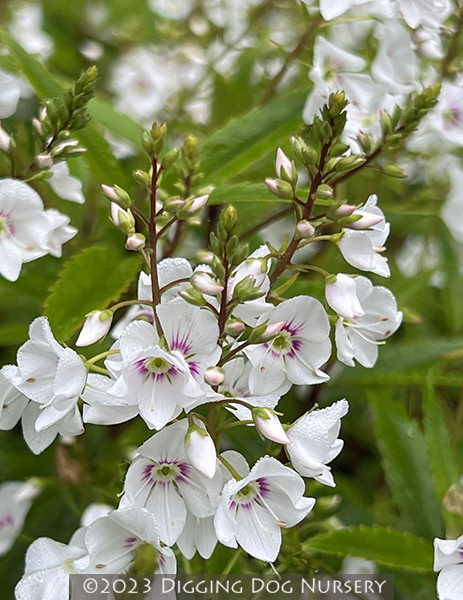 Parahebe linifolia