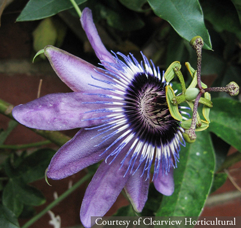 Passiflora ‘Betty Myles Young’