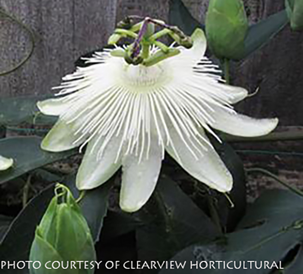 Passiflora ‘Snow Queen’