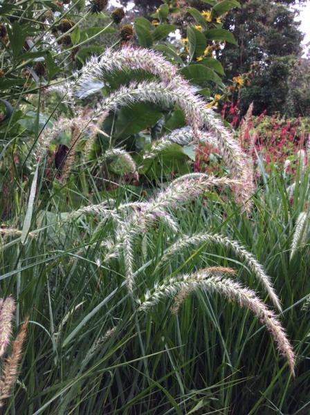 Pennisetum ‘Fairy Tails’