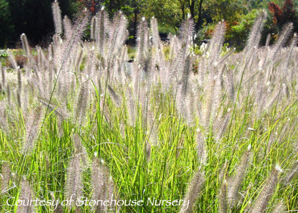 Pennisetum alopecuroides ‘Foxtrot’