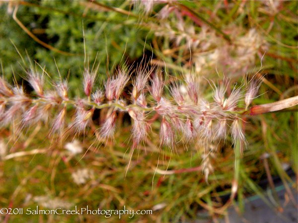 Pennisetum orientale ‘Tall Tails’