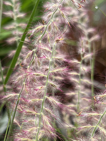 Pennisetum orientale