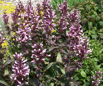 Penstemon Dark Towers