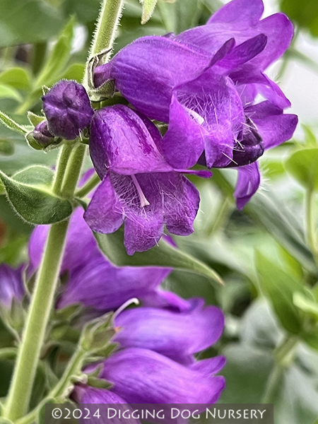 Penstemon sp. ‘Hidalgo’