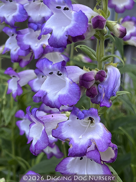 Penstemon ‘Violet Kissed’