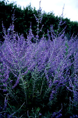 Perovskia atriplicifolia ‘Blue Steel’