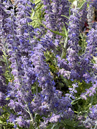 Perovskia atriplicifolia ‘Lacey Blue’