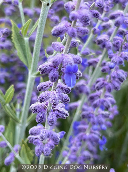 Perovskia atriplicifolia ‘Little Spire’