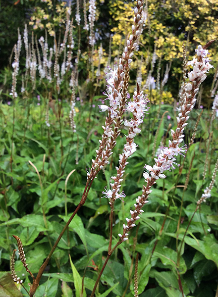 Persicaria amplexicaulis Alba