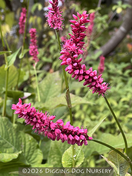 Persicaria amplexicaulis Atrosanguinea