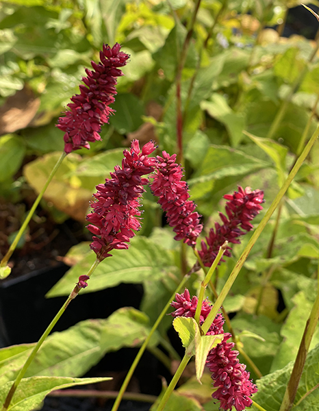 Persicaria amplexicaulis Blackfield