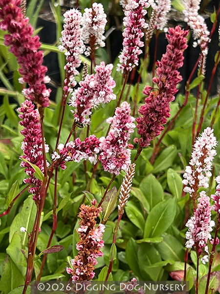 Persicaria affinis &lsquo;Dimity&rsquo;